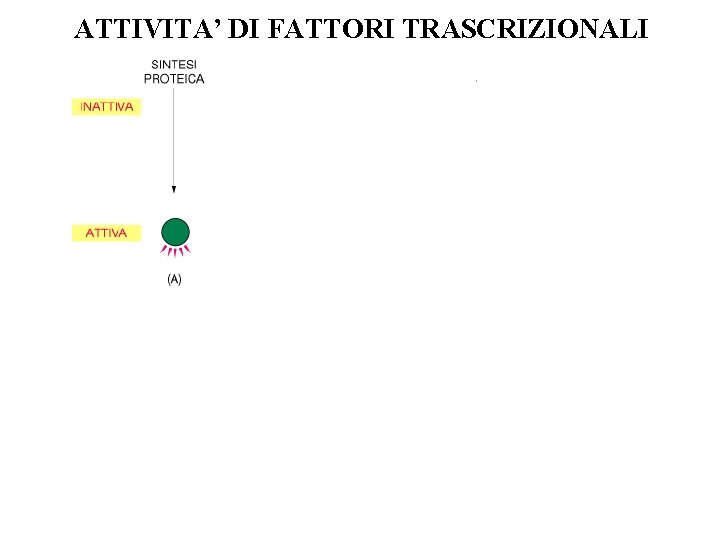 ATTIVITA’ DI FATTORI TRASCRIZIONALI 