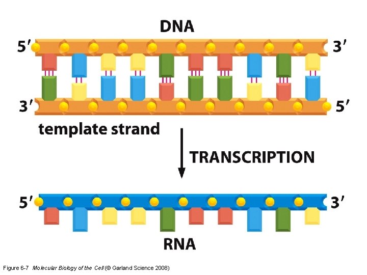 Figure 6 -7 Molecular Biology of the Cell (© Garland Science 2008) 