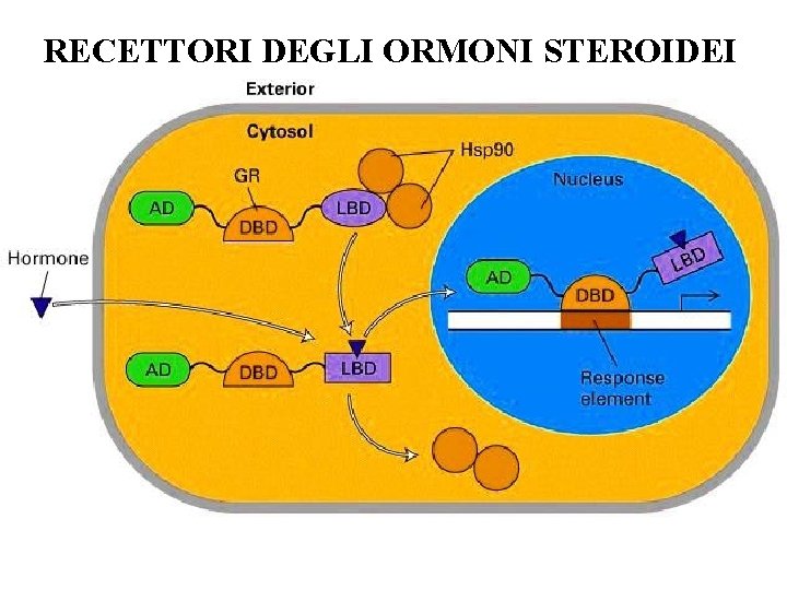 RECETTORI DEGLI ORMONI STEROIDEI 
