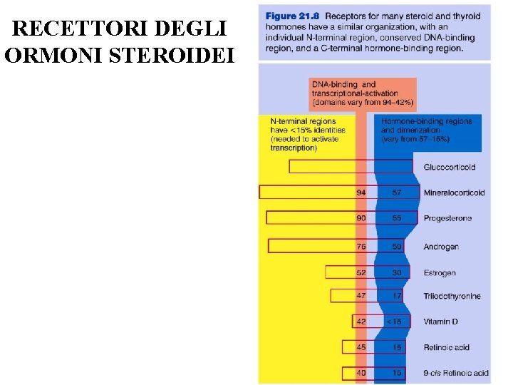 RECETTORI DEGLI ORMONI STEROIDEI 