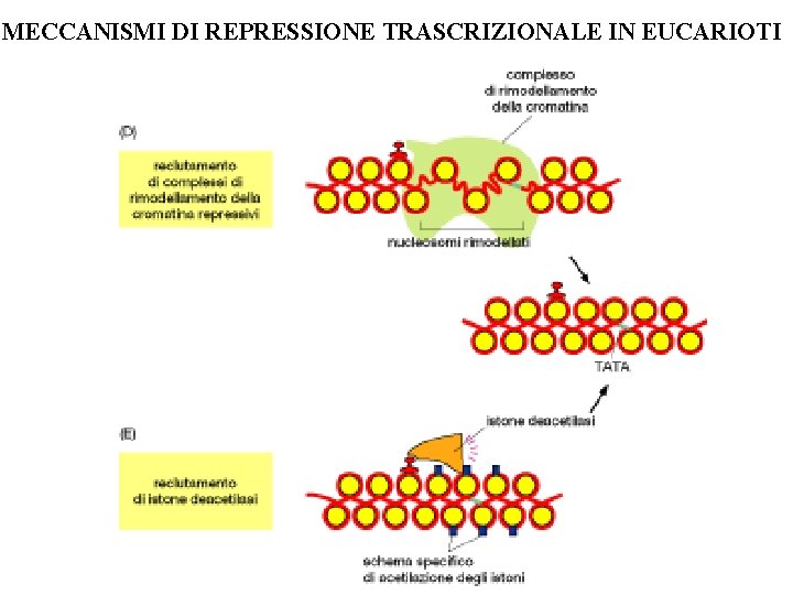 MECCANISMI DI REPRESSIONE TRASCRIZIONALE IN EUCARIOTI 
