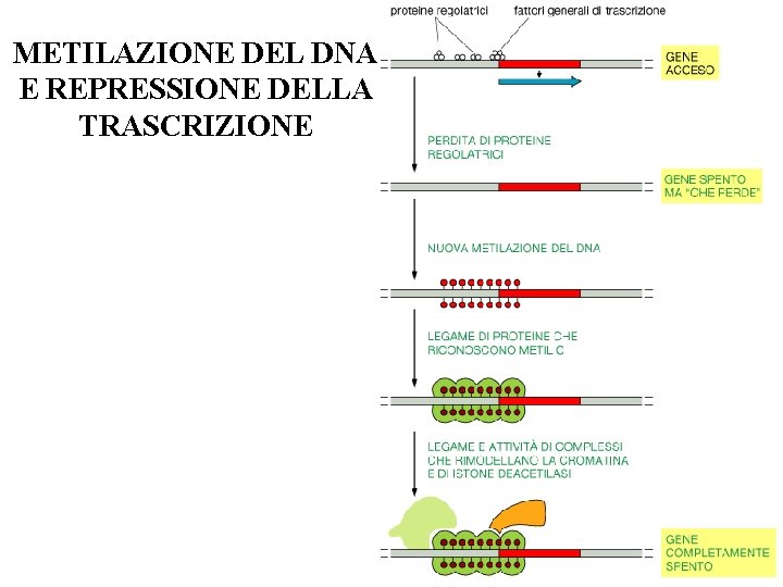 METILAZIONE DEL DNA E REPRESSIONE DELLA TRASCRIZIONE 