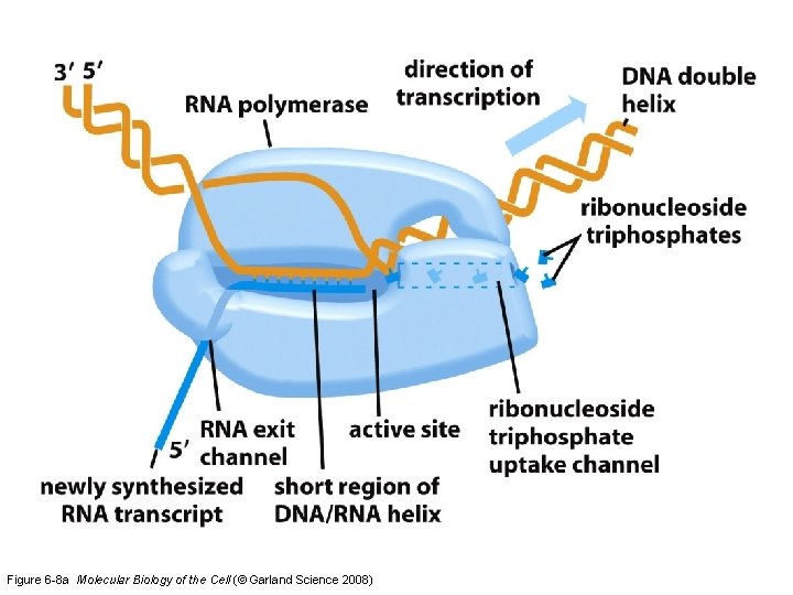 Figure 6 -8 a Molecular Biology of the Cell (© Garland Science 2008) 