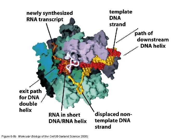 Figure 6 -8 b Molecular Biology of the Cell (© Garland Science 2008) 