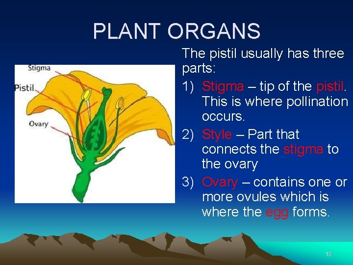PLANT ORGANS The pistil usually has three parts: 1) Stigma – tip of the