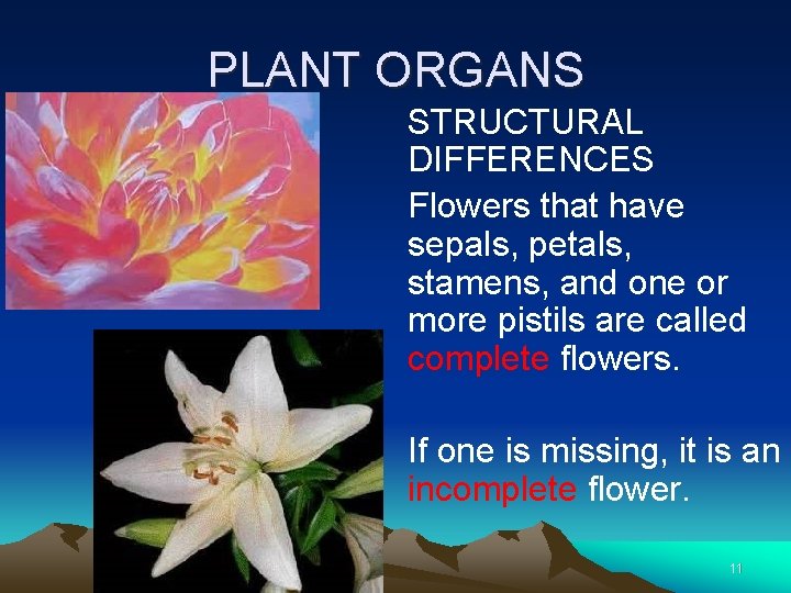 PLANT ORGANS STRUCTURAL DIFFERENCES Flowers that have sepals, petals, stamens, and one or more