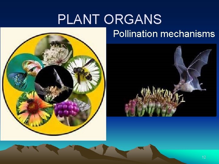 PLANT ORGANS Pollination mechanisms 12 