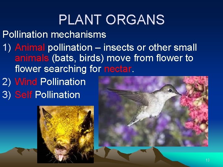 PLANT ORGANS Pollination mechanisms 1) Animal pollination – insects or other small animals (bats,