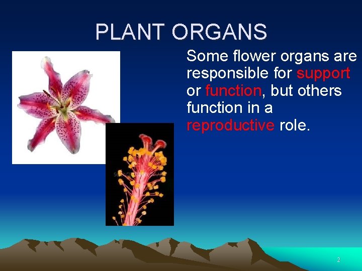 PLANT ORGANS Some flower organs are responsible for support or function, but others function