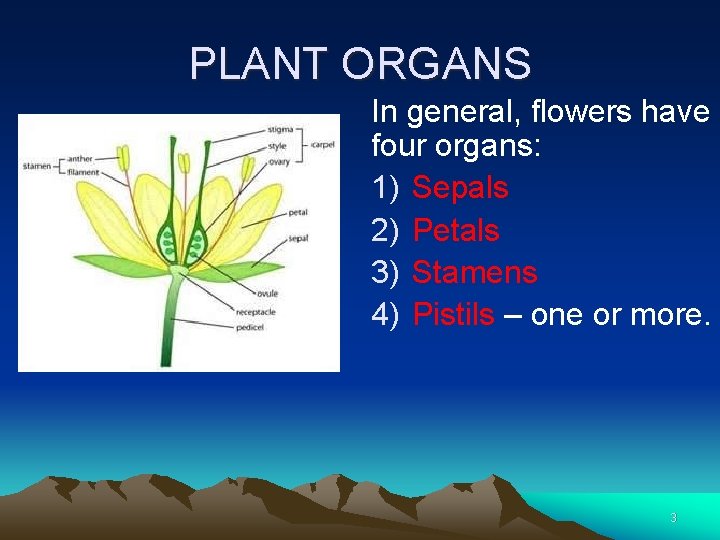 PLANT ORGANS In general, flowers have four organs: 1) Sepals 2) Petals 3) Stamens