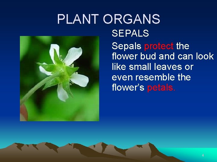 PLANT ORGANS SEPALS Sepals protect the flower bud and can look like small leaves