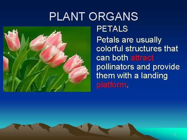 PLANT ORGANS PETALS Petals are usually colorful structures that can both attract pollinators and