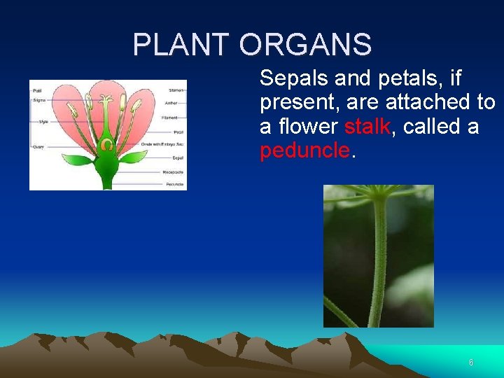 PLANT ORGANS Sepals and petals, if present, are attached to a flower stalk, called