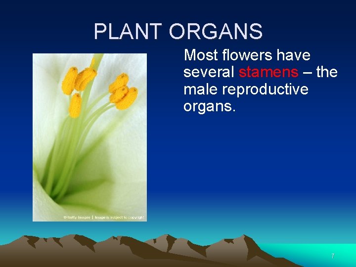 PLANT ORGANS Most flowers have several stamens – the male reproductive organs. 7 