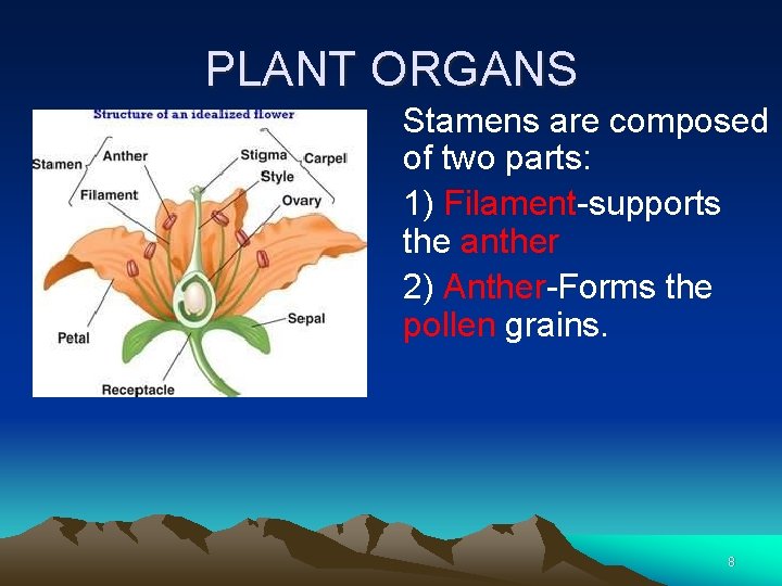 PLANT ORGANS Stamens are composed of two parts: 1) Filament-supports the anther 2) Anther-Forms