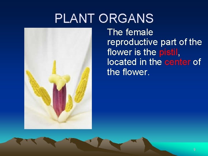 PLANT ORGANS The female reproductive part of the flower is the pistil, located in