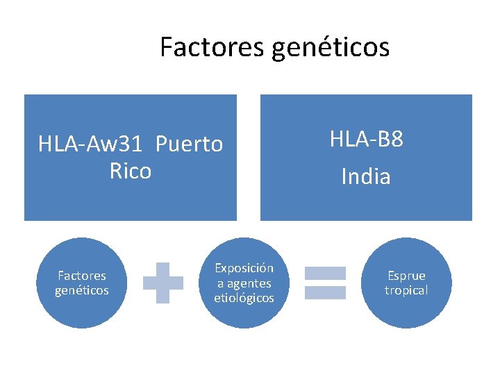 Factores genéticos HLA-Aw 31 Puerto Rico Factores genéticos Exposición a agentes etiológicos HLA-B 8