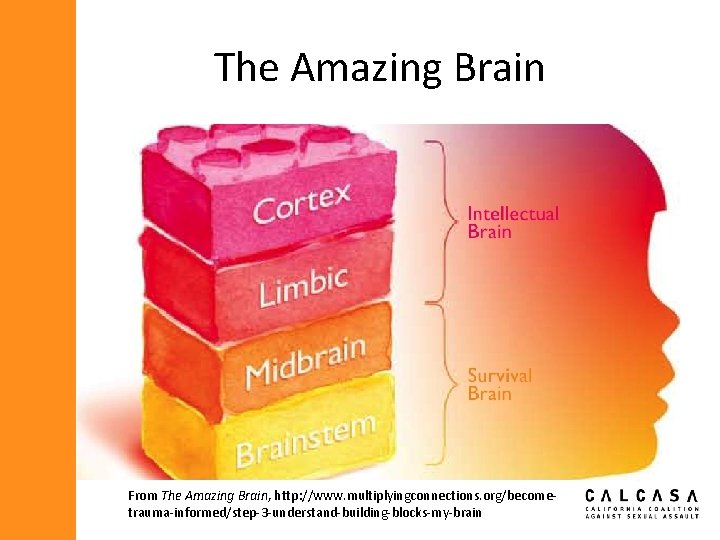 The Amazing Brain From The Amazing Brain, http: //www. multiplyingconnections. org/becometrauma-informed/step-3 -understand-building-blocks-my-brain 