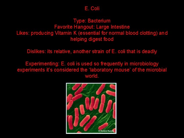 E. Coli Type: Bacterium Favorite Hangout: Large Intestine Likes: producing Vitamin K (essential for