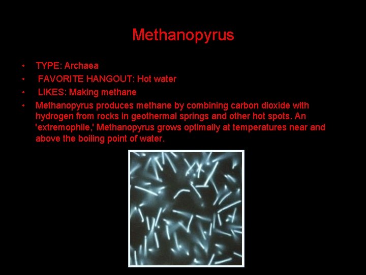 Methanopyrus • • TYPE: Archaea FAVORITE HANGOUT: Hot water LIKES: Making methane Methanopyrus produces