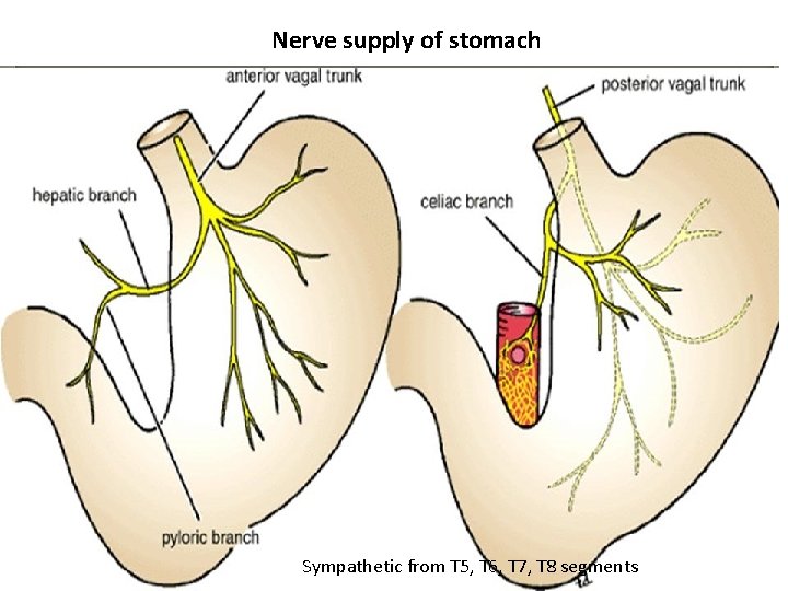 Nerve supply of stomach Sympathetic from T 5, T 6, T 7, T 8