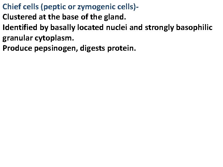 Chief cells (peptic or zymogenic cells)Clustered at the base of the gland. Identified by