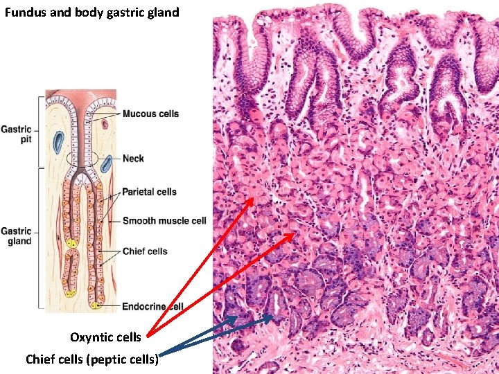 Fundus and body gastric gland Oxyntic cells Chief cells (peptic cells) 