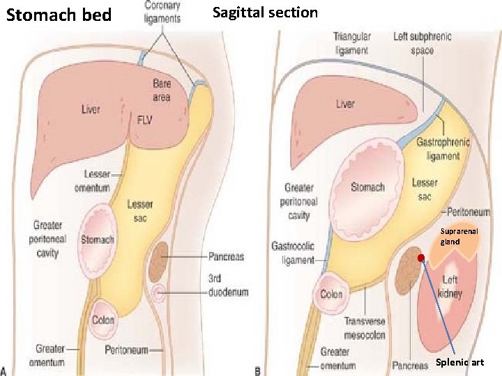 Stomach bed Sagittal section Suprarenal gland Splenic art 
