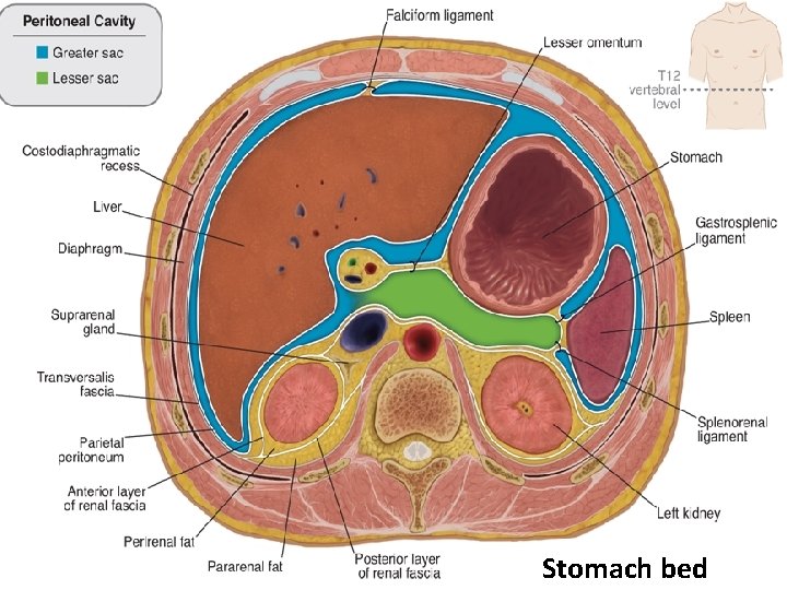 Stomach bed 