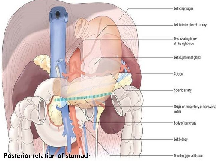 Posterior relation of stomach 