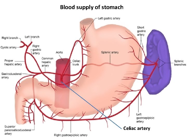 Blood supply of stomach Celiac artery 