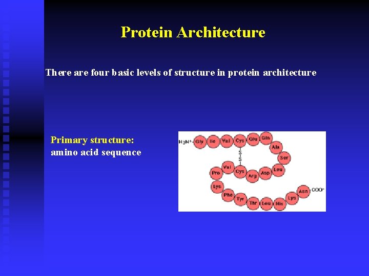 Protein Architecture There are four basic levels of structure in protein architecture Primary structure:
