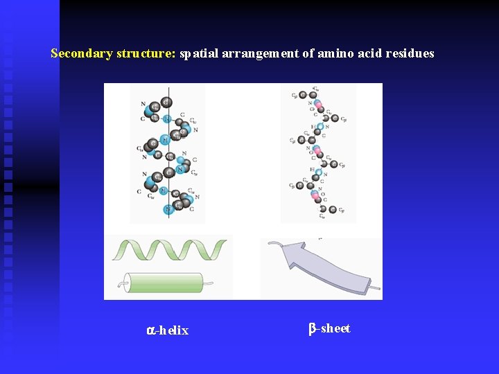Secondary structure: spatial arrangement of amino acid residues -helix -sheet 