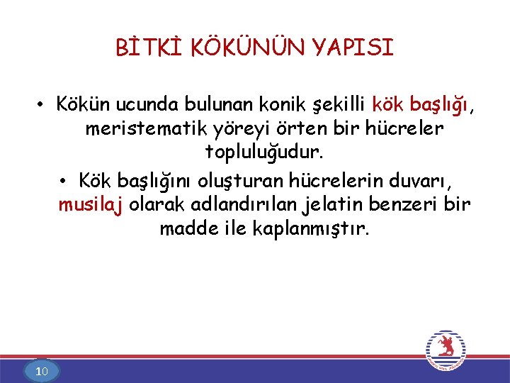 BİTKİ KÖKÜNÜN YAPISI • Kökün ucunda bulunan konik şekilli kök başlığı, meristematik yöreyi örten