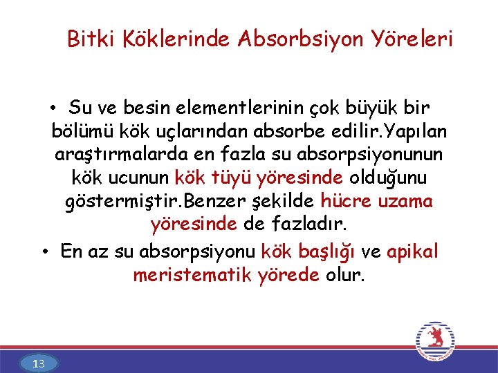 Bitki Köklerinde Absorbsiyon Yöreleri • Su ve besin elementlerinin çok büyük bir bölümü kök