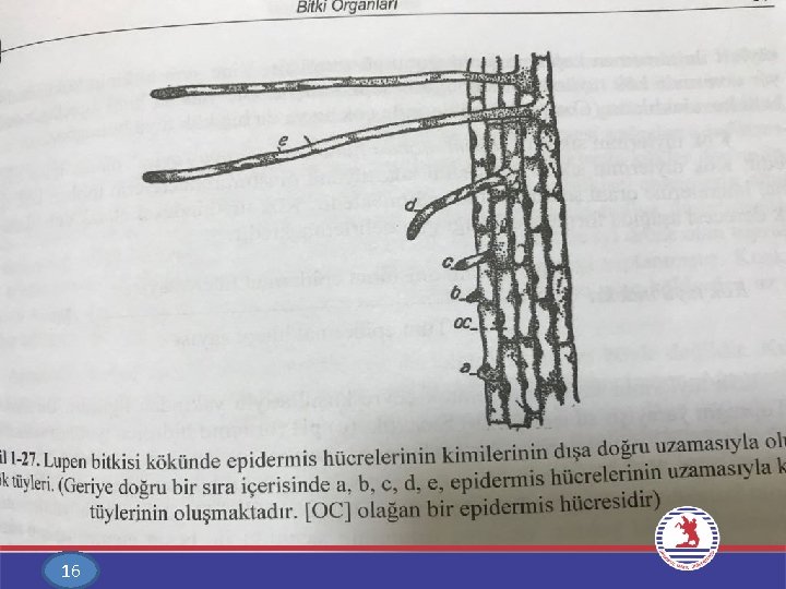 16 