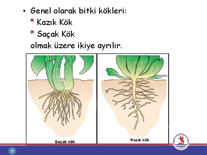  • Genel olarak bitki kökleri: * Kazık Kök * Saçak Kök olmak üzere