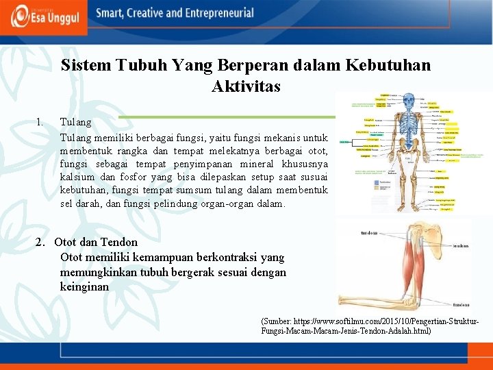 Sistem Tubuh Yang Berperan dalam Kebutuhan Aktivitas 1. Tulang memiliki berbagai fungsi, yaitu fungsi