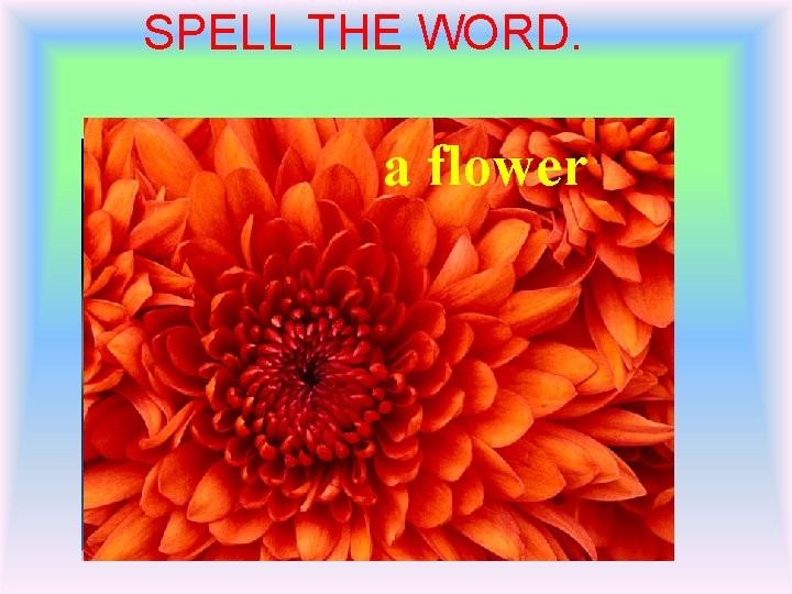 SPELL THE WORD. aa cock lion a pig a flower a parrot a monkey