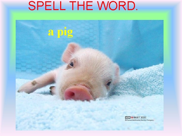 SPELL THE WORD. a pig 