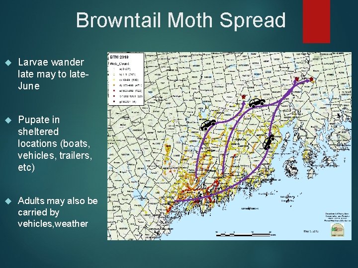 Browntail Moth Spread Larvae wander late may to late. June Pupate in sheltered locations