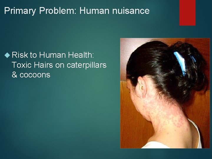 Primary Problem: Human nuisance Risk to Human Health: Toxic Hairs on caterpillars & cocoons