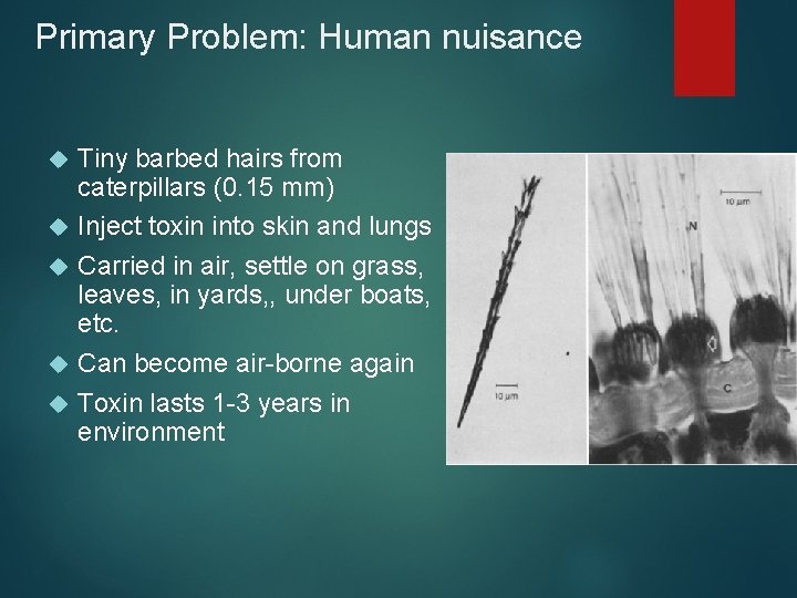 Primary Problem: Human nuisance Tiny barbed hairs from caterpillars (0. 15 mm) Inject toxin