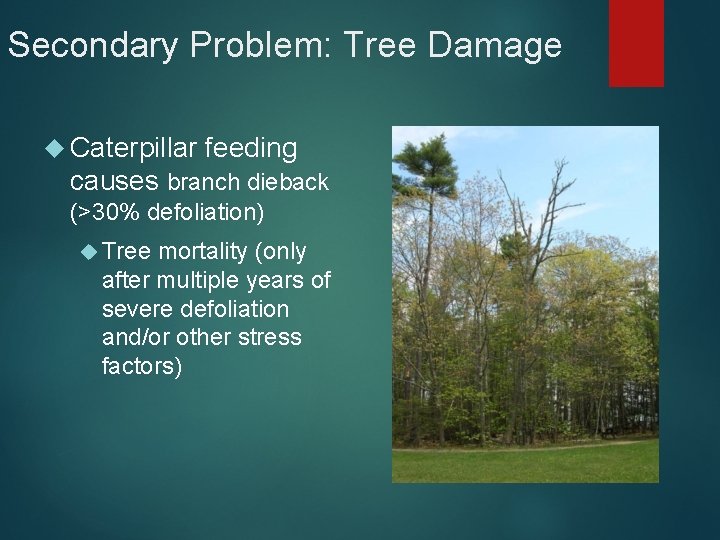 Secondary Problem: Tree Damage Caterpillar feeding causes branch dieback (>30% defoliation) Tree mortality (only