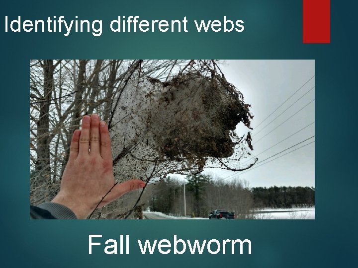 Identifying different webs Fall webworm 