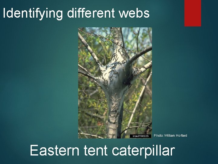 Identifying different webs Photo: William Hoffard Eastern tent caterpillar 