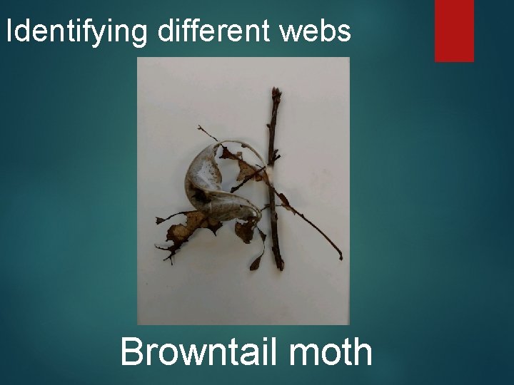 Identifying different webs Browntail moth 