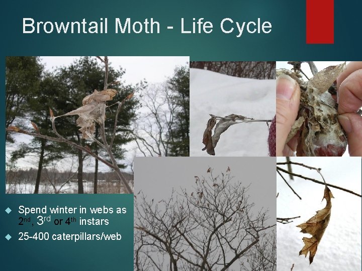 Browntail Moth - Life Cycle Spend winter in webs as 2 nd, 3 rd