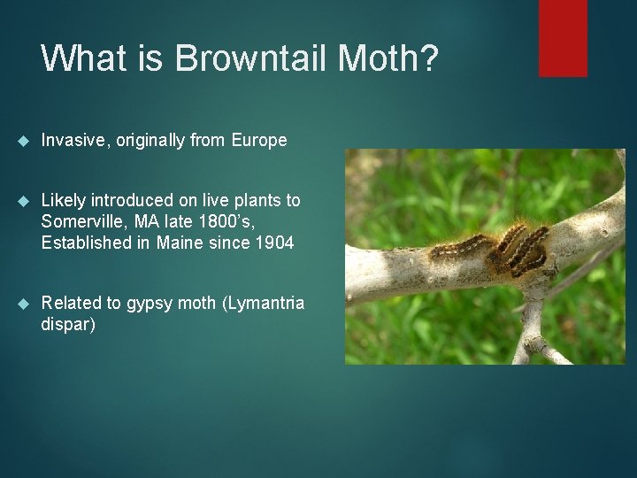 What is Browntail Moth? Invasive, originally from Europe Likely introduced on live plants to