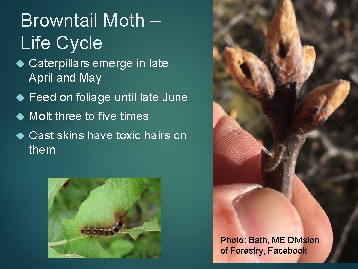 Browntail Moth – Life Cycle Caterpillars emerge in late April and May Feed on